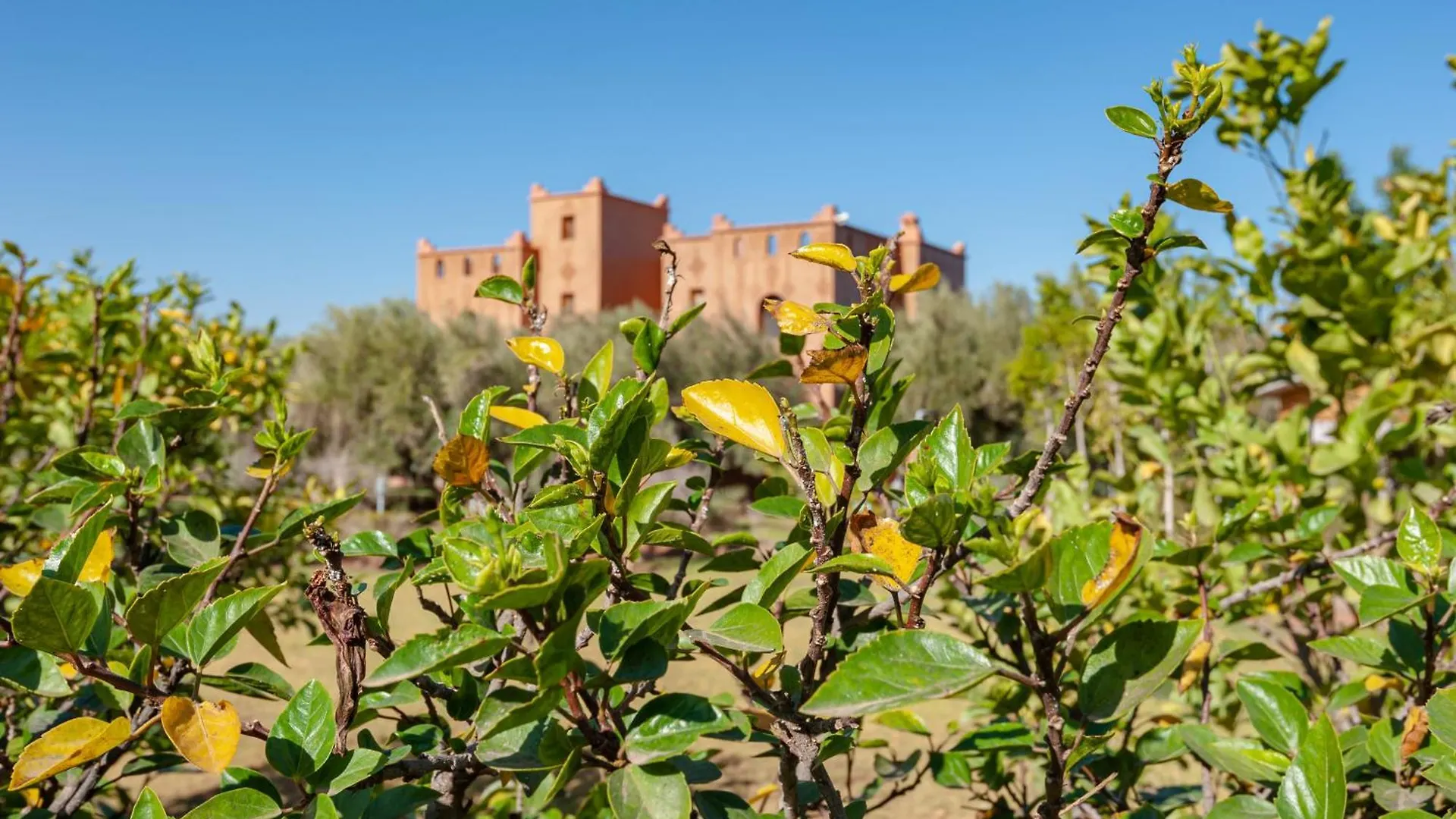 Farm stay Ferme Sidi Safou & Spa Marrakesh