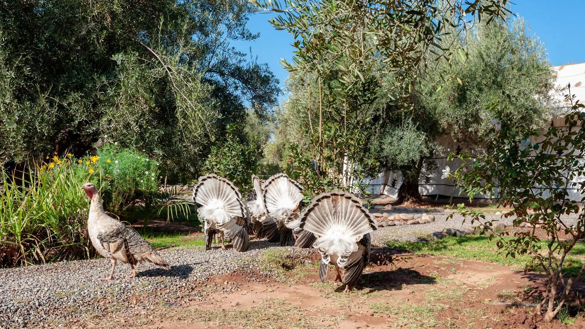 Ferme Sidi Safou & Spa Marrakesh Farm stay
