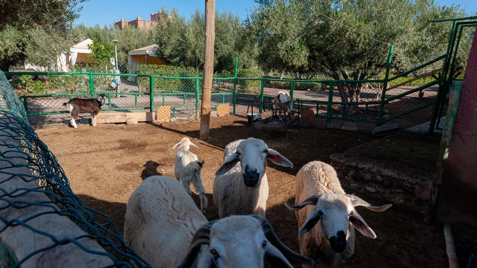 Farm stay Ferme Sidi Safou & Spa Marrakesh