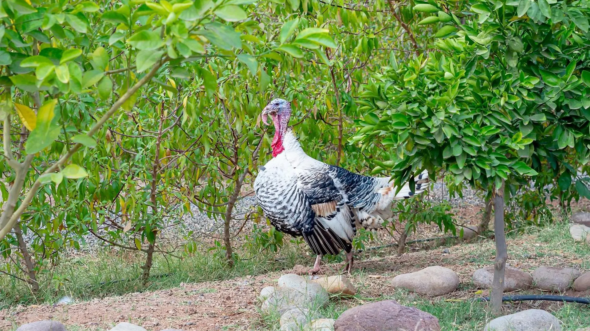 Farm stay Ferme Sidi Safou & Spa Marrakesh