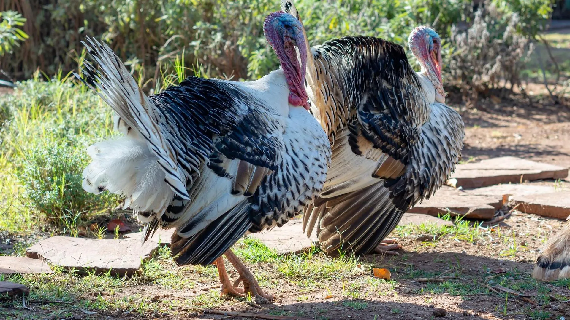 Ferme Sidi Safou & Spa Marrakesh Farm stay