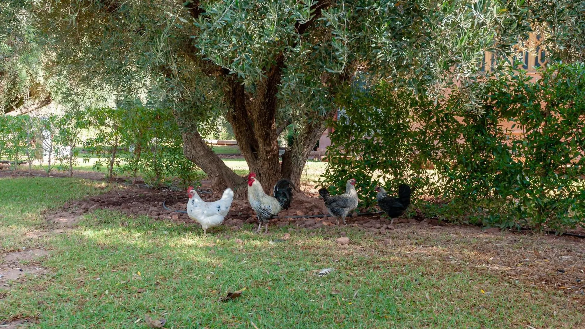 Farm stay Ferme Sidi Safou & Spa Marrakesh